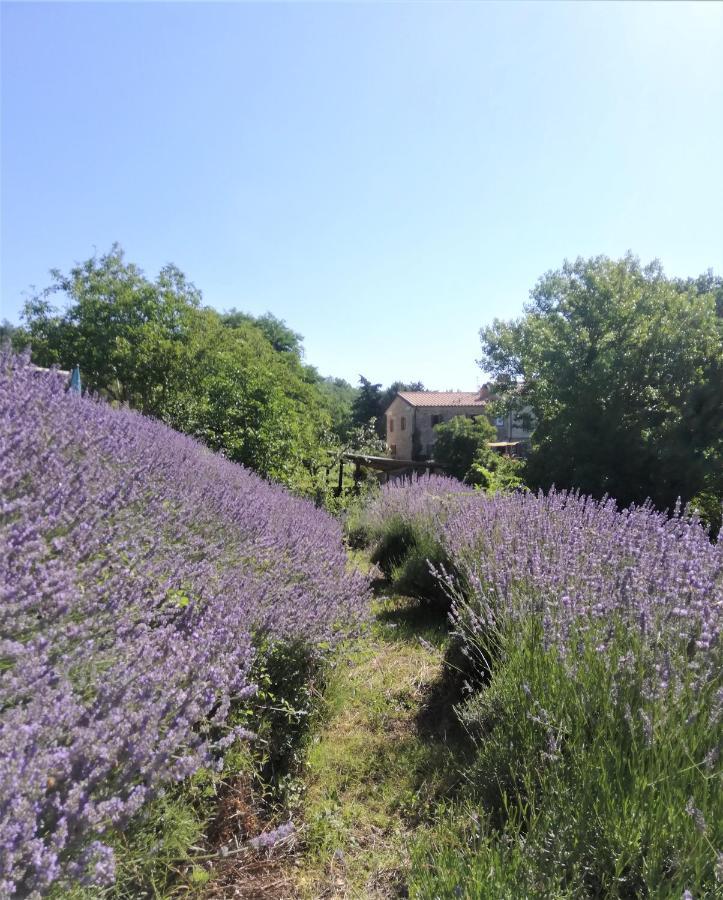 Le Ginestre Apartments 阿西西 外观 照片